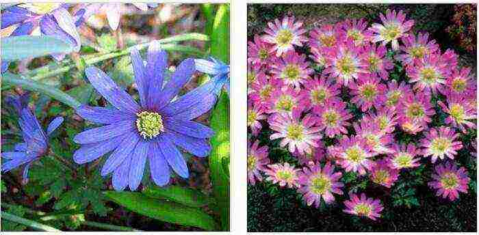 anemone planting and care in the open field in the suburbs