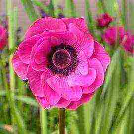 anemone planting and care in the open field in the suburbs