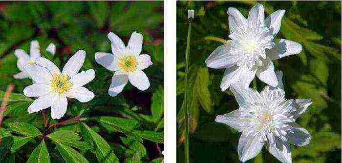 anemone planting and care in the open field in the suburbs