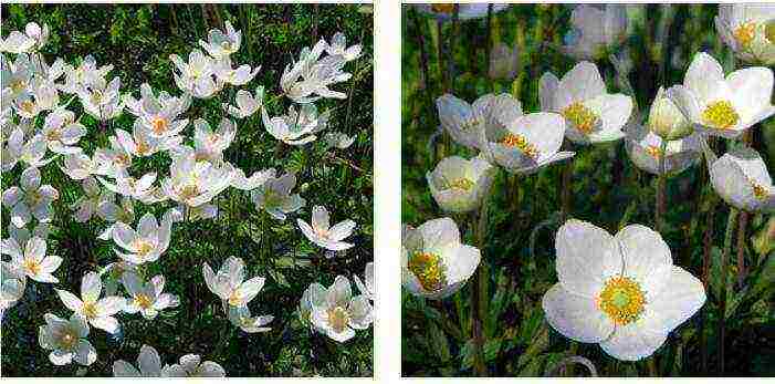 anemone planting and care in the open field in the suburbs