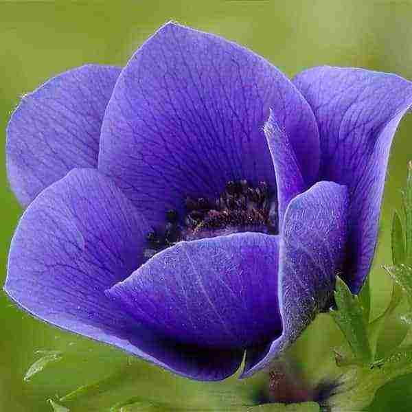 anemone planting and care in the open field in the suburbs