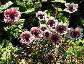 anemone saint bridgette planting and care in the open field