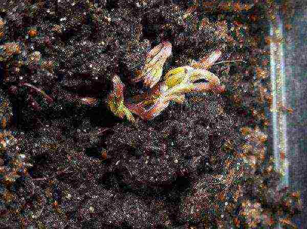 anemone sv bridgette planting and care in the open field