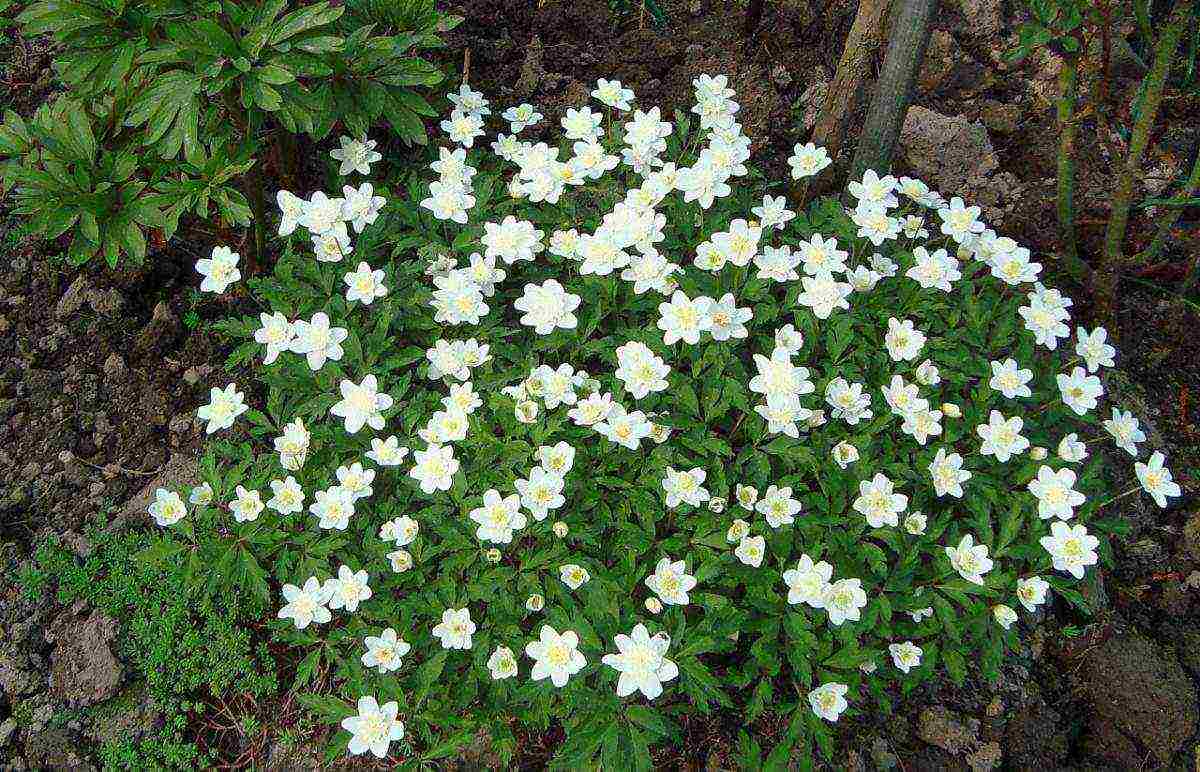 anemone sv bridgette planting and care in the open field