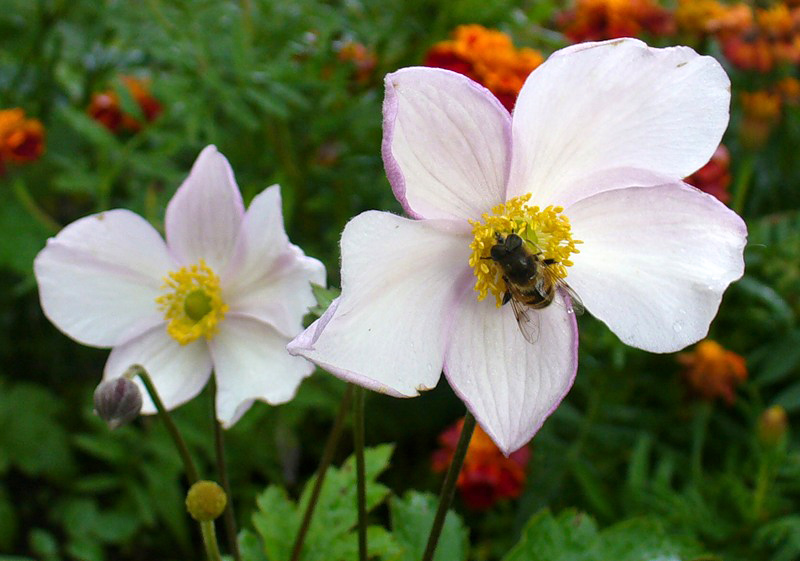 anemone sv bridgette การปลูกและดูแลในทุ่งโล่ง