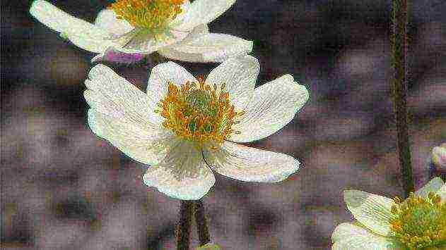 anemone Japanese planting in the fall and care in the open field