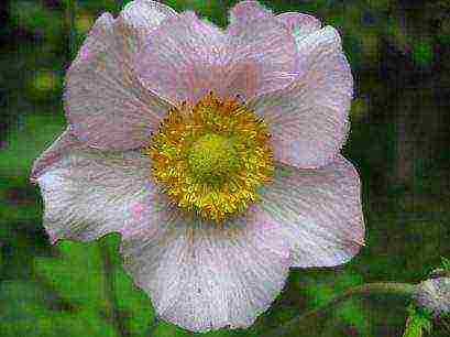 anemone Japanese planting in the fall and care in the open field