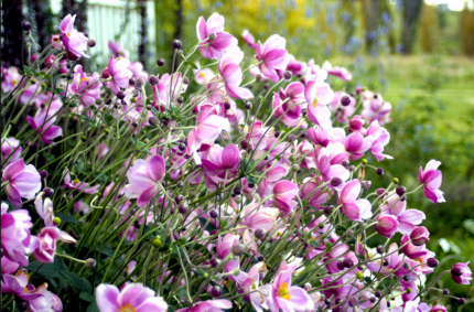 anemone Japanese planting in the fall and care in the open field