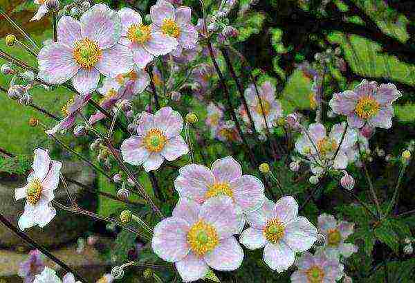 anemone Japanese planting in the fall and care in the open field