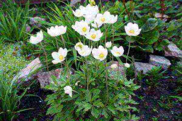 anemone Japanese planting in the fall and care in the open field