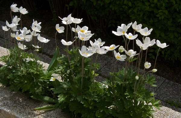 anemone Japanese planting in the fall and care in the open field