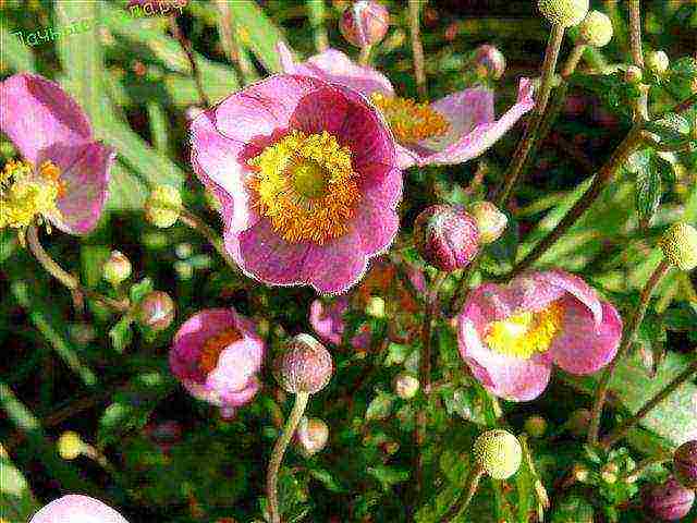 anemone Japanese planting in the fall and care in the open field