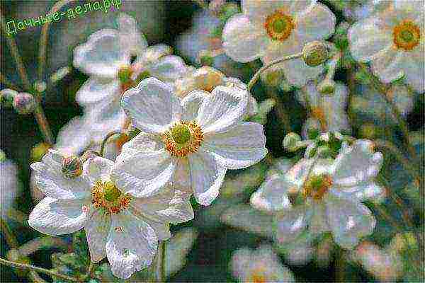 anemone Japanese planting in the fall and care in the open field