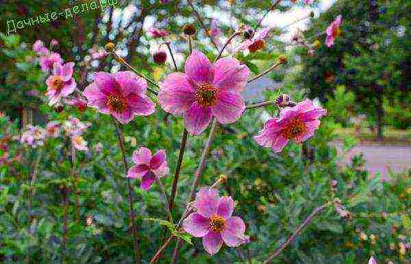 anemone Japanese planting in the fall and care in the open field