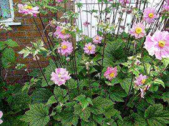 anemone na pagtatanim ng Hapon sa taglagas at pangangalaga sa bukas na bukid