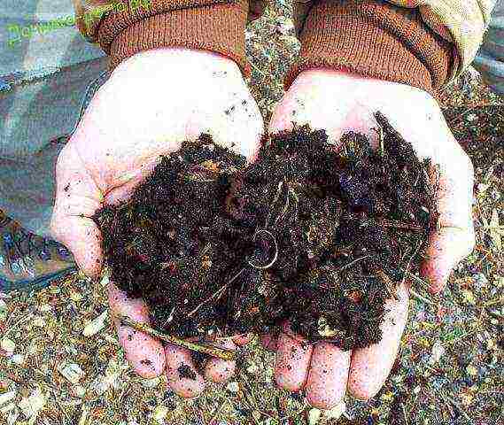 anemone Japanese planting in the fall and care in the open field