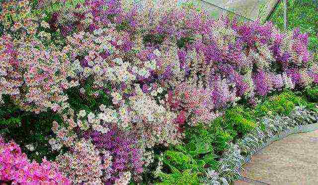 anemone Japanese planting in the fall and care in the open field