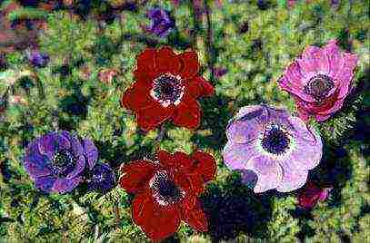 anemone Japanese planting in the fall and care in the open field