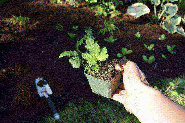 anemone Japanese planting in the fall and care in the open field