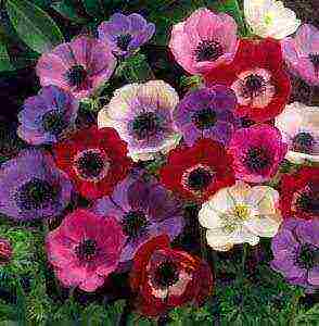 anemone Japanese planting in the fall and care in the open field