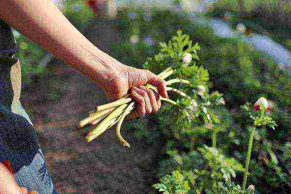 anemones planting and care in the open field in siberia