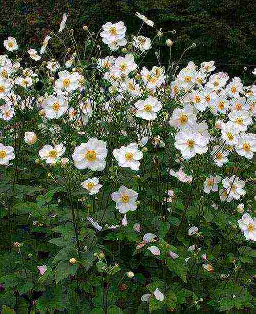 pagtatanim at pangangalaga ng anemones sa bukas na bukid sa siberia