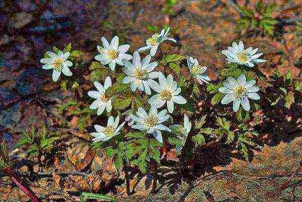 pagtatanim at pangangalaga ng anemones sa bukas na bukid sa siberia