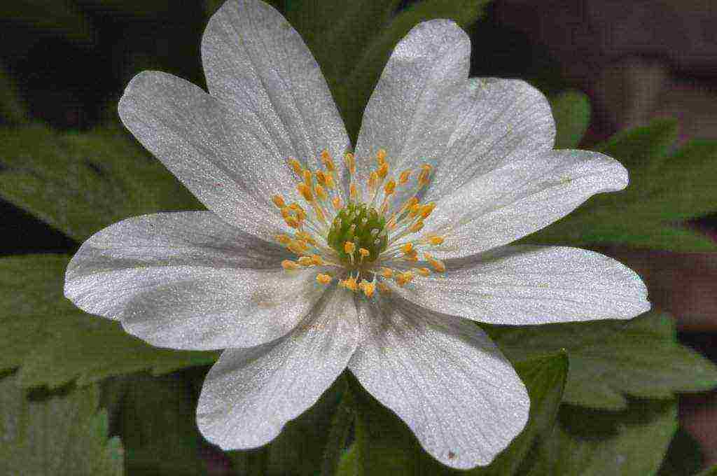 anemones planting and care in the open field in siberia