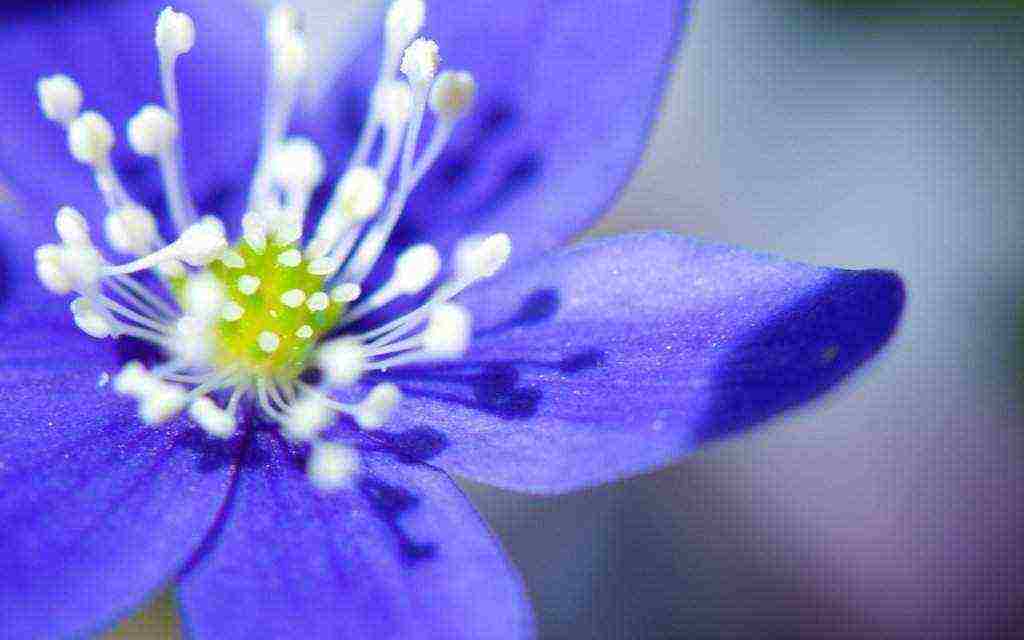 pagtatanim at pangangalaga ng anemones sa bukas na bukid sa siberia