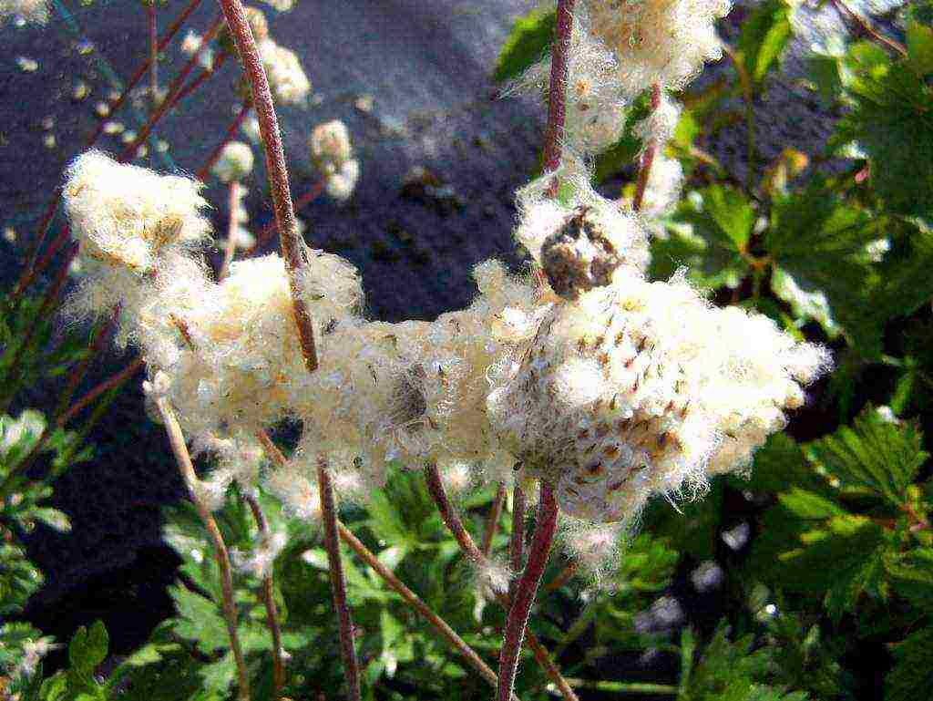 anemones planting and care in the open field in siberia