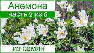 anemones planting and care in the open field in siberia