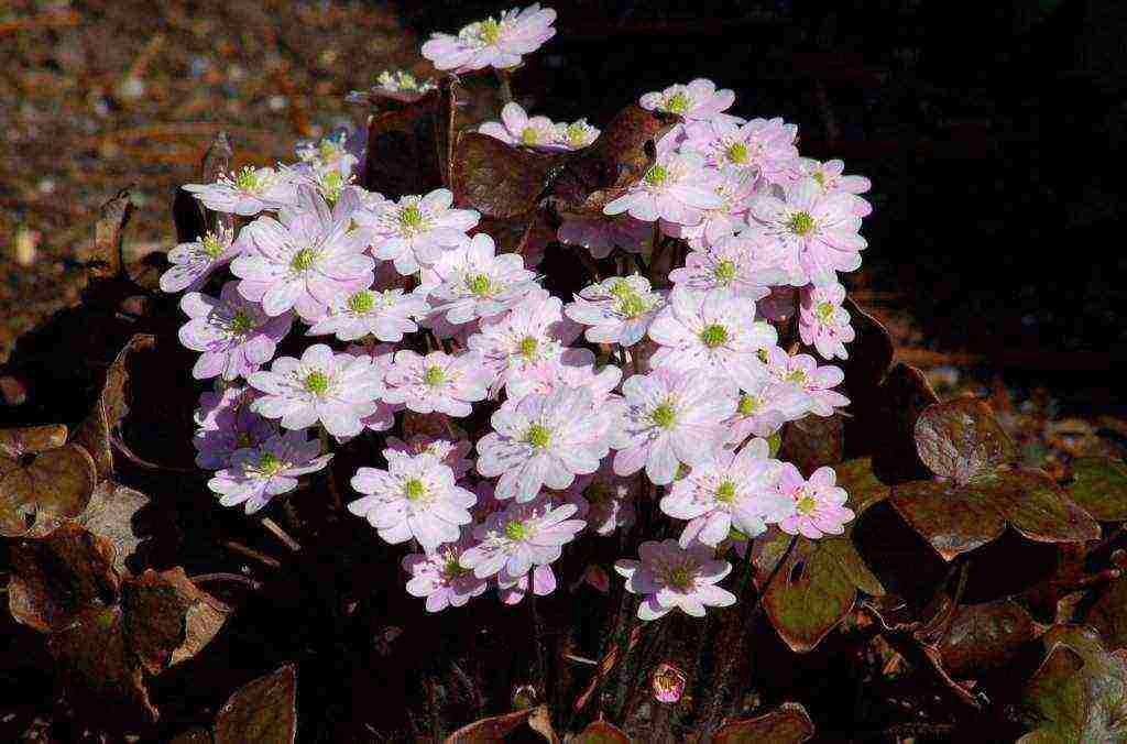 anemones planting and care in the open field in siberia