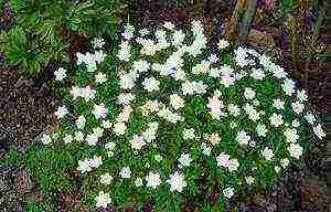 anemones planting and care in the open field in siberia