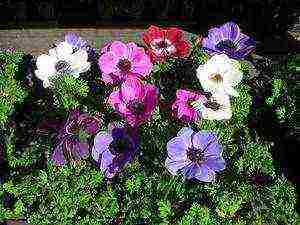 anemones planting and care in the open field in siberia