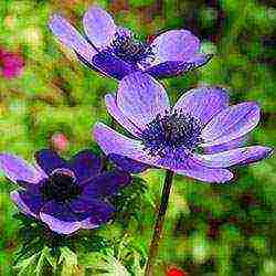 anemones planting in the fall and care in the open field in the suburbs