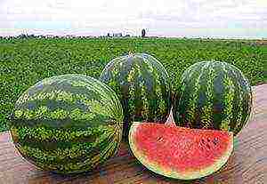 watermelon seeds best varieties