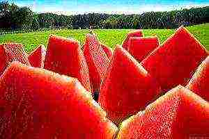 watermelon seeds best varieties