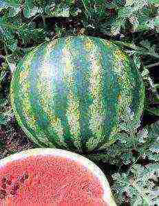 watermelon seeds best varieties