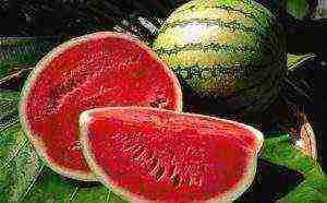 watermelon seeds best varieties