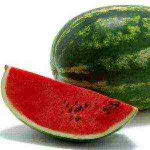 watermelon seeds best varieties