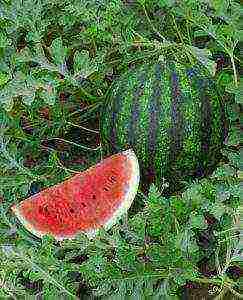 watermelon seeds best varieties