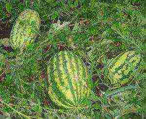 watermelon seeds best varieties