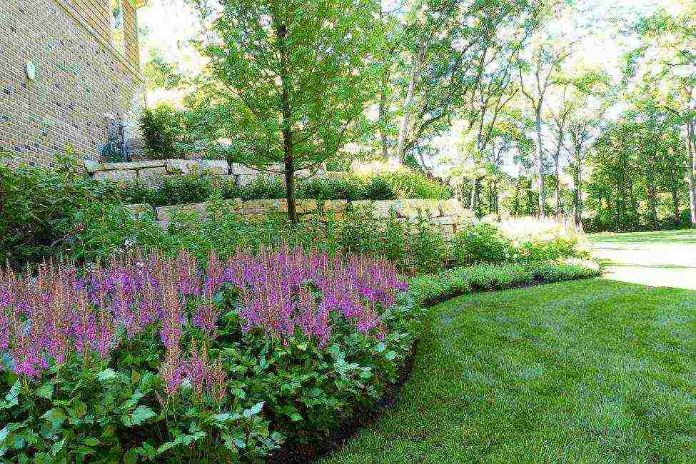 astilba arensa amethyst planting and care in the open field