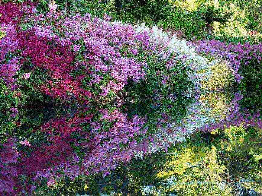 astilba arensa amethyst planting and care in the open field