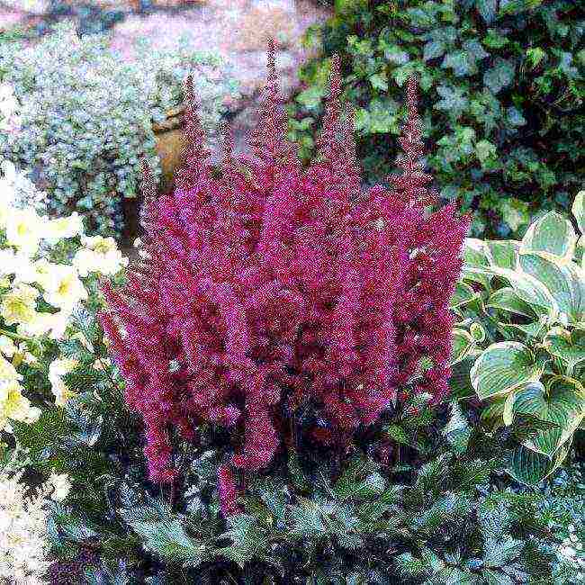 astilba arensa amethyst planting and care in the open field