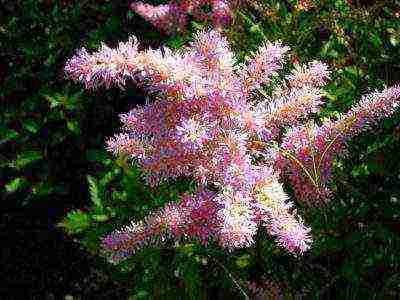 astilba arensa amethyst planting and care in the open field