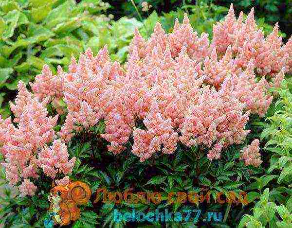 astilba arensa amethyst planting and care in the open field