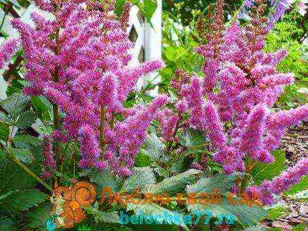 astilba arensa amethyst planting and care in the open field