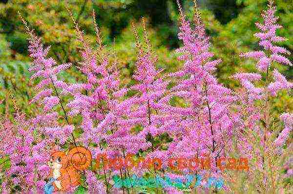 astilba arensa amethyst planting and care in the open field