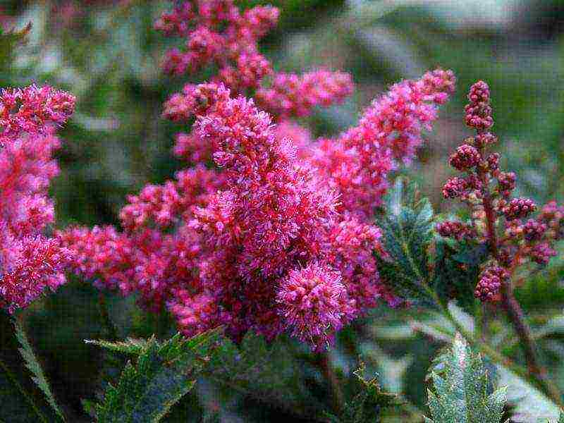 astilba arensa amethyst planting and care in the open field